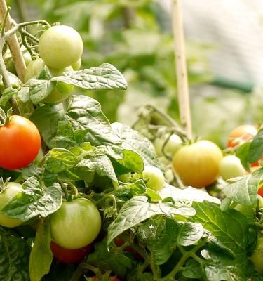 Tomatenpflanzen richtig düngen Wie lange und womit?